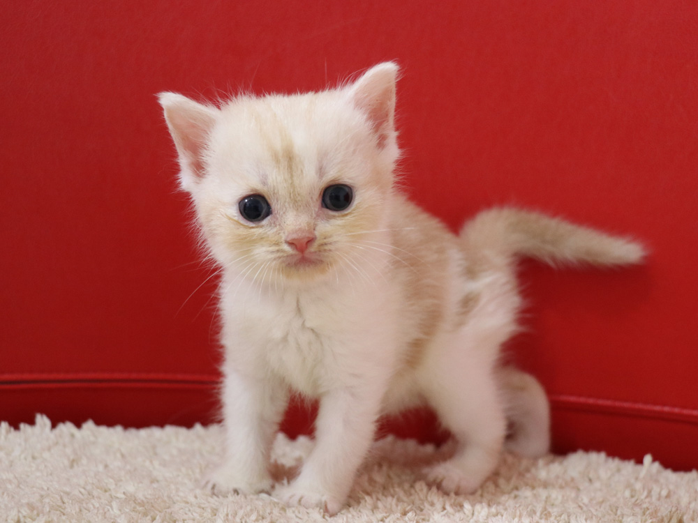 スコティッシュフォールドの子猫画像
