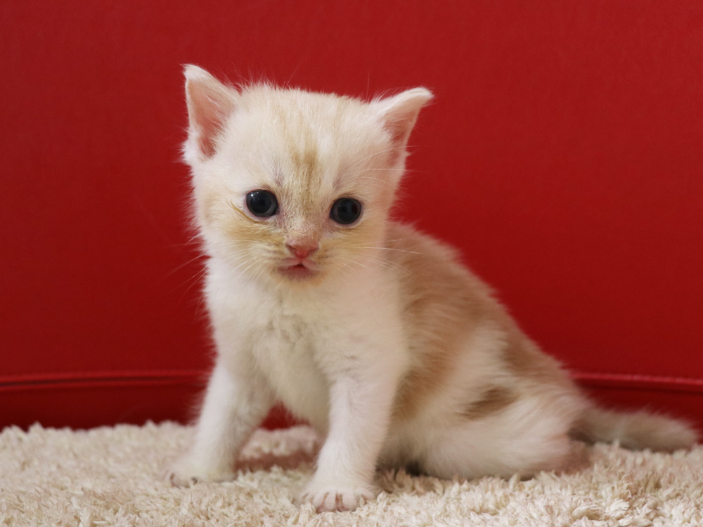 スコティッシュフォールドの子猫画像