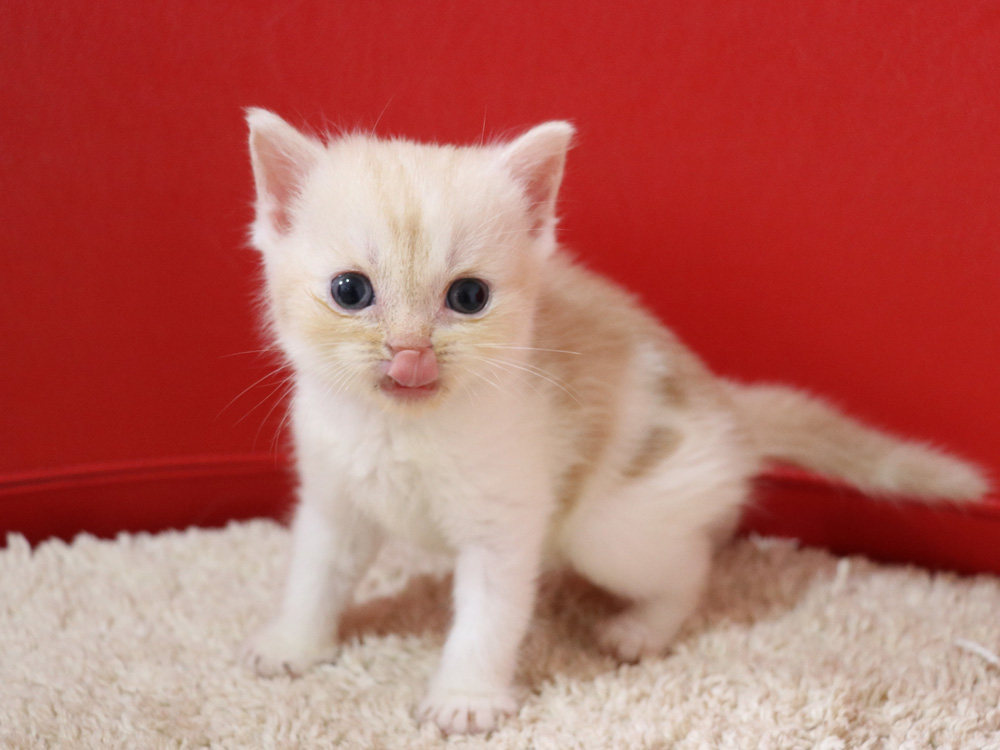 スコティッシュフォールドの子猫画像