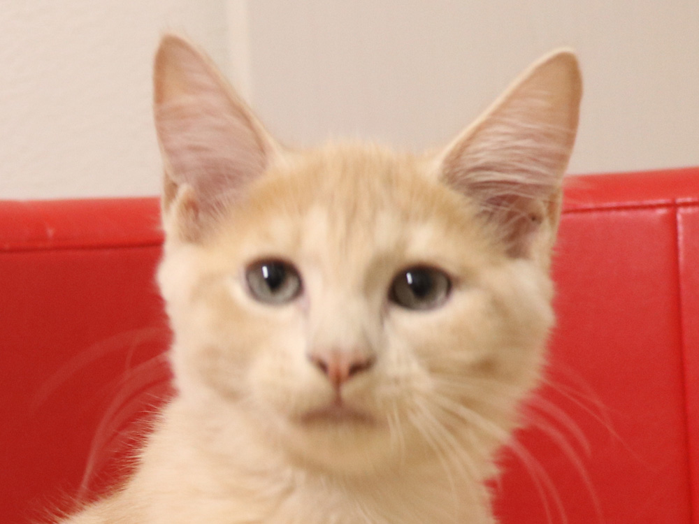 スコティッシュフォールドの子猫画像