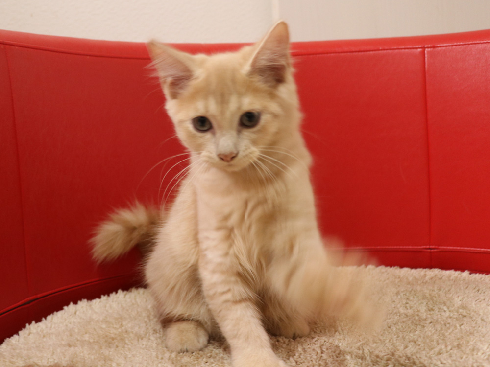 スコティッシュフォールドの子猫画像