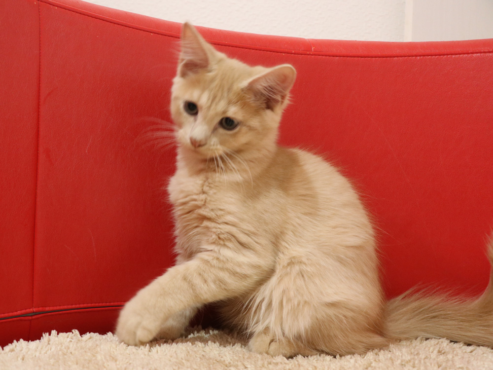 スコティッシュフォールドの子猫画像