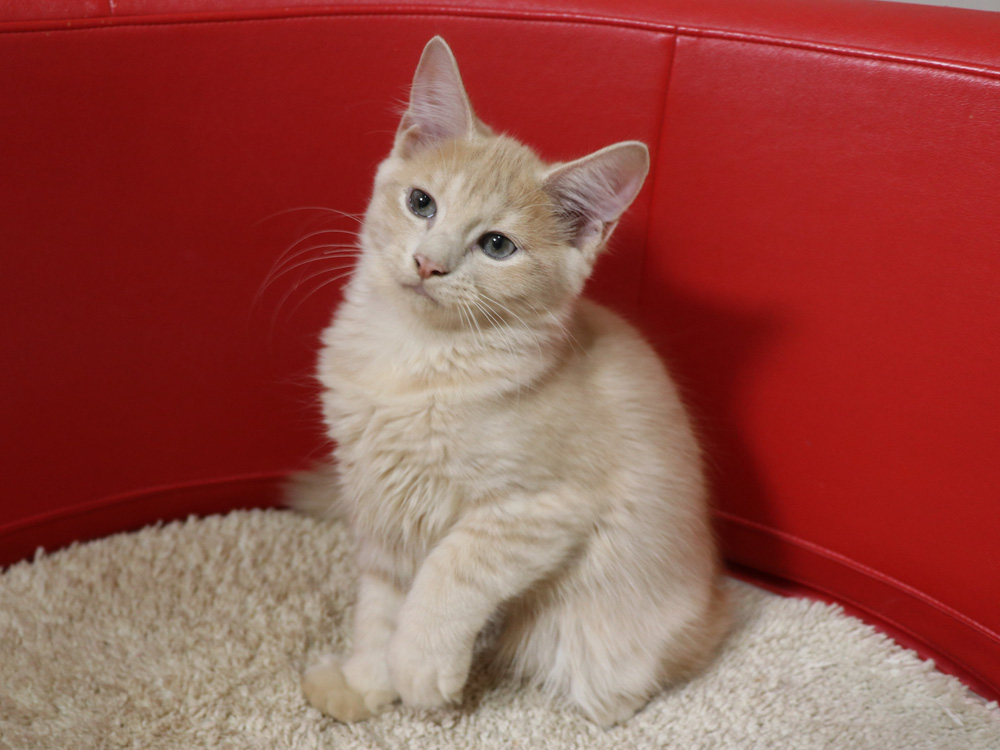 スコティッシュフォールドの子猫画像