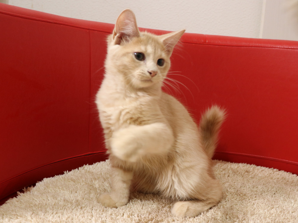 スコティッシュフォールドの子猫画像