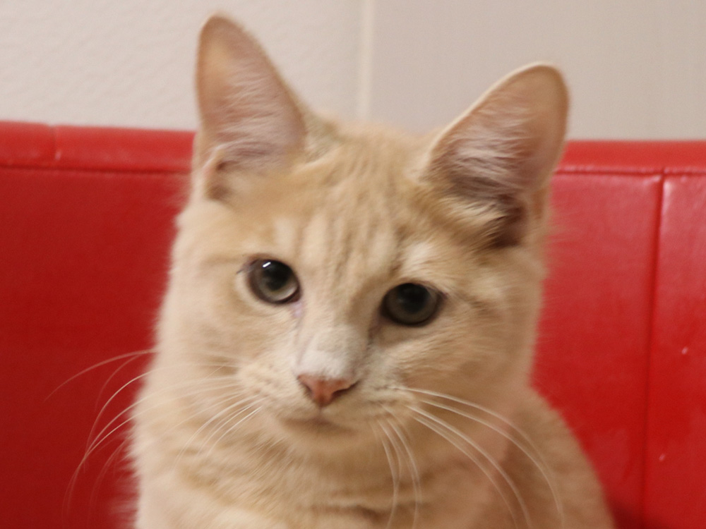 スコティッシュフォールドの子猫画像