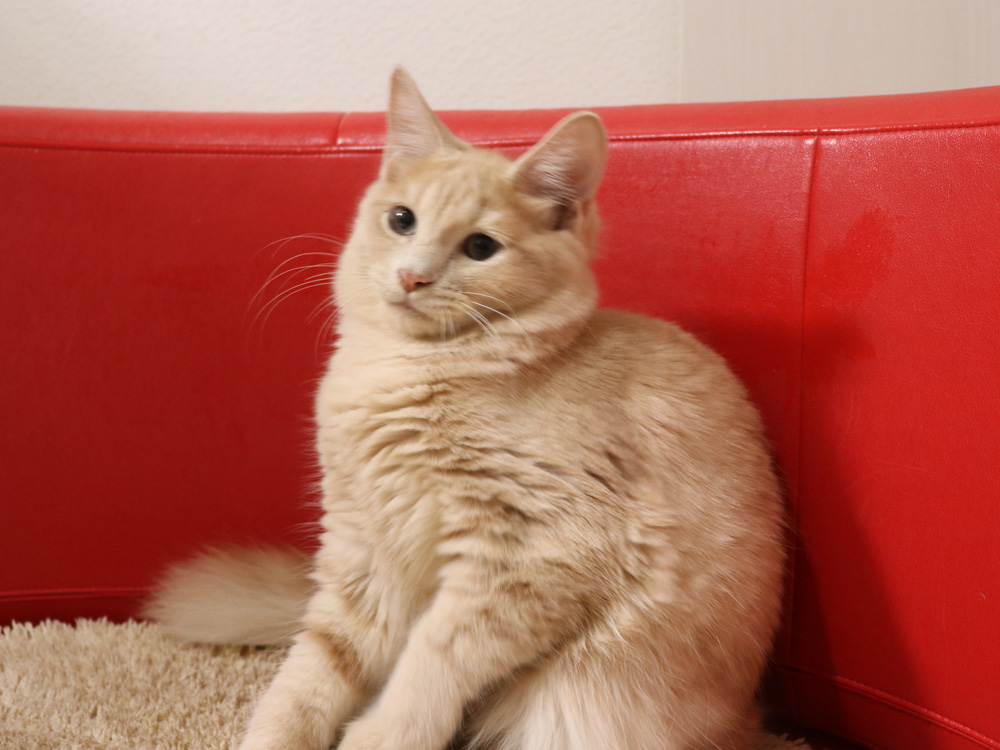 スコティッシュフォールドの子猫画像