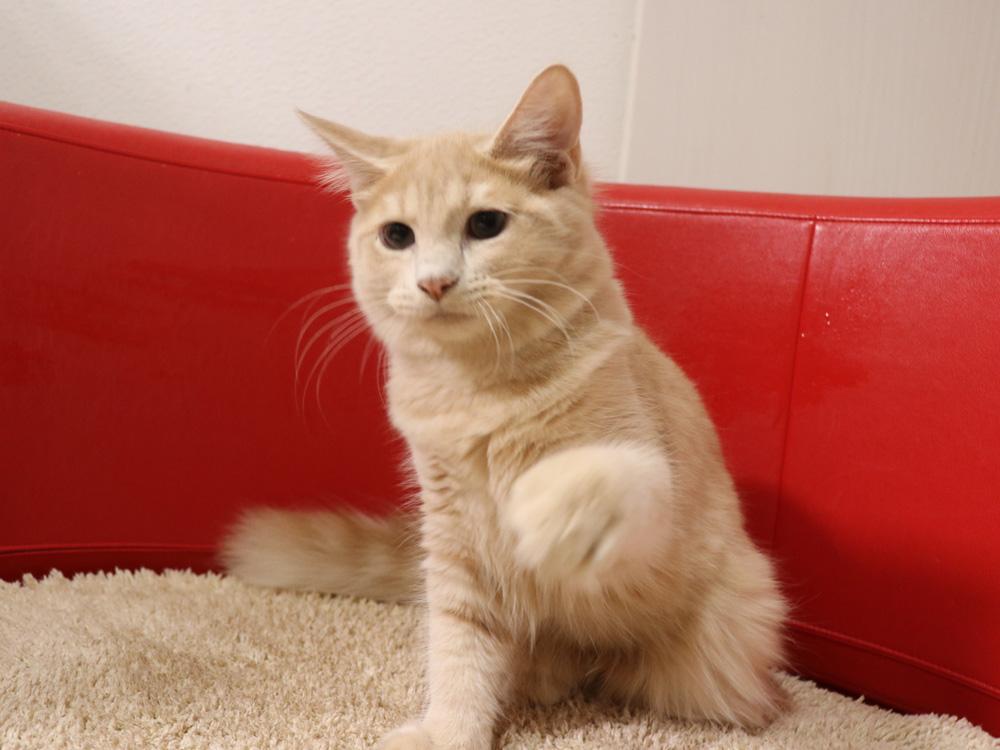 スコティッシュフォールドの子猫画像