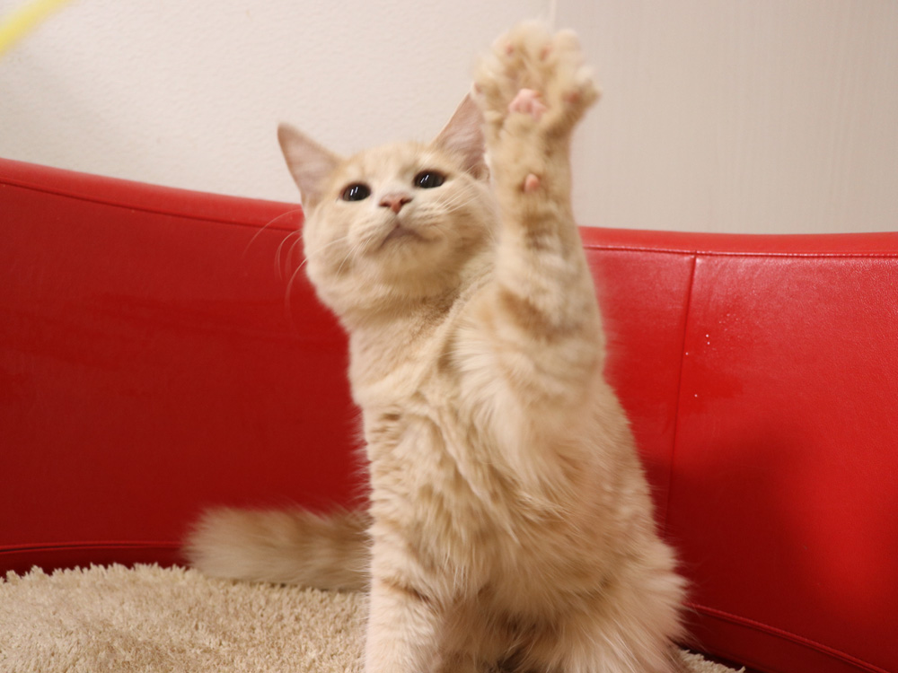 スコティッシュフォールドの子猫画像