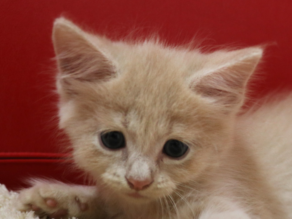 スコティッシュフォールドの子猫画像