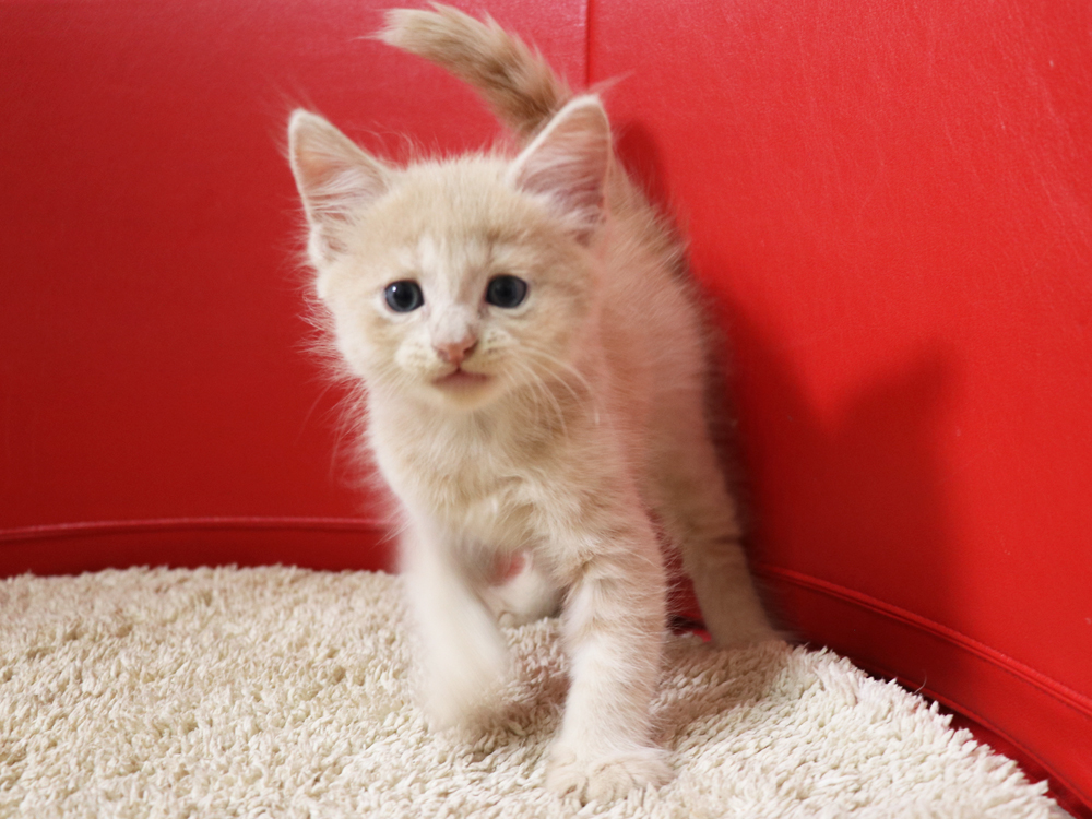 スコティッシュフォールドの子猫画像