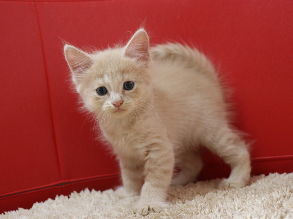 スコティッシュフォールドの子猫画像