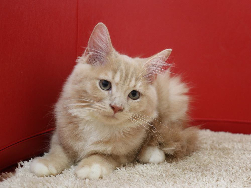 スコティッシュフォールドの子猫画像
