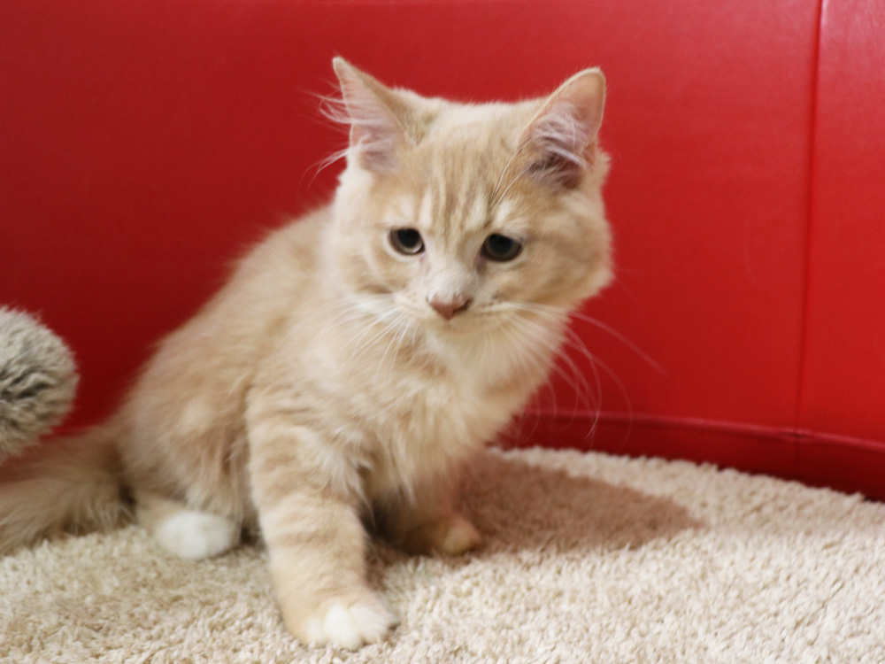 スコティッシュフォールドの子猫画像
