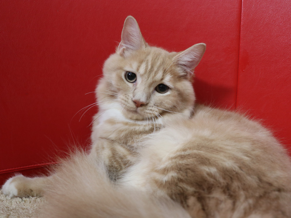 スコティッシュフォールドの子猫画像