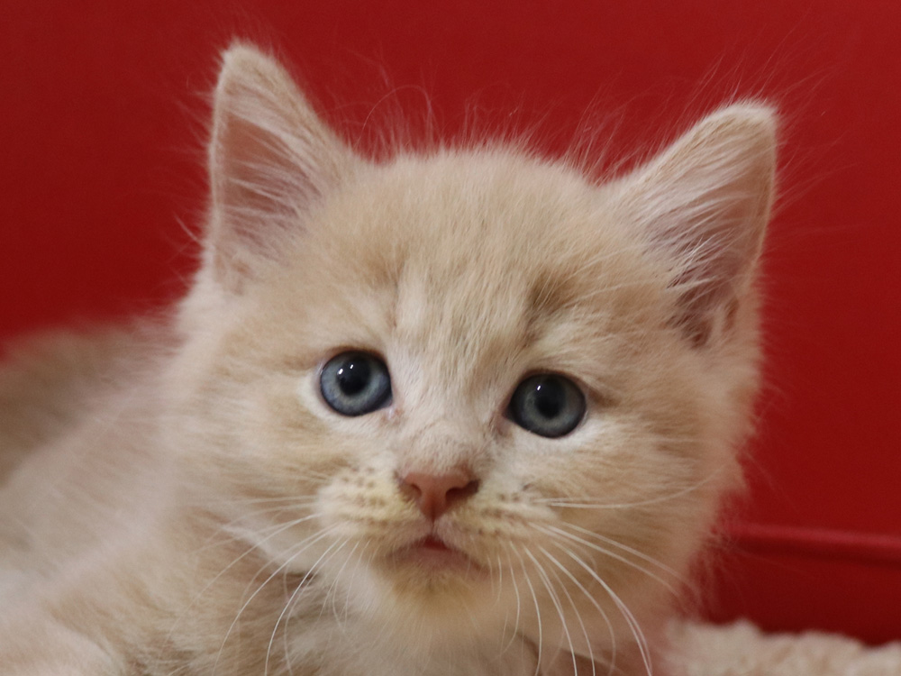 スコティッシュフォールドの子猫画像