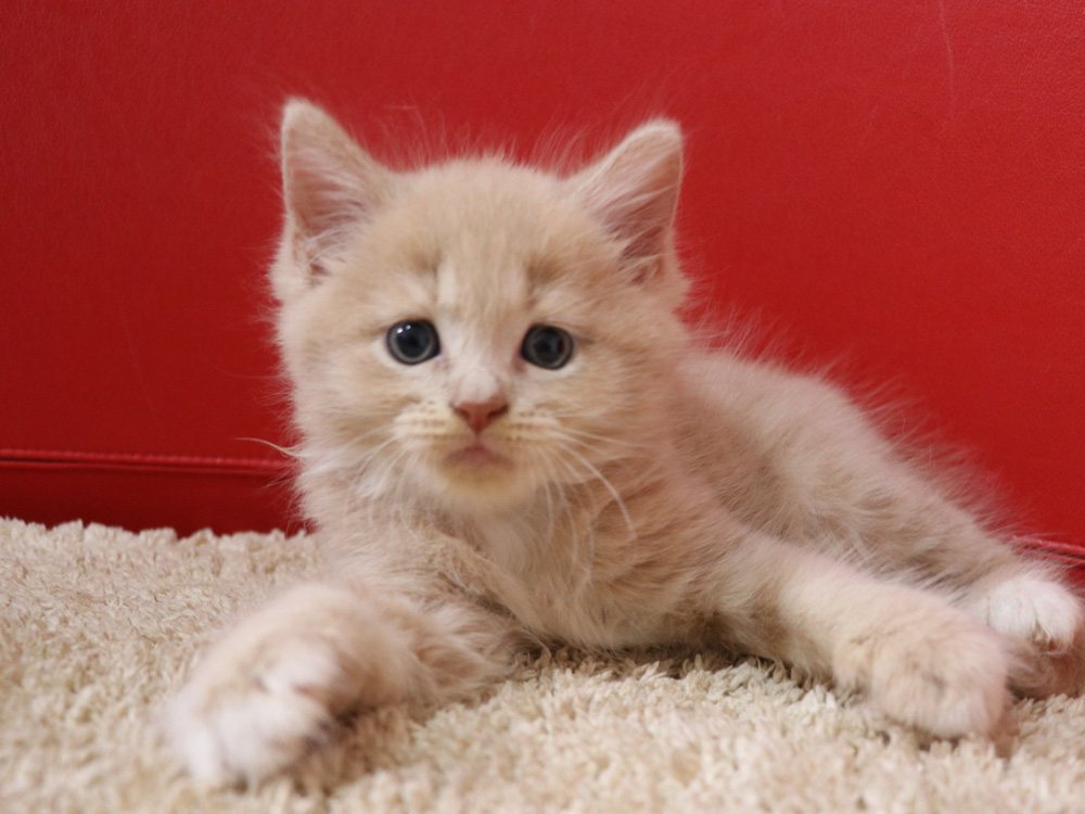 スコティッシュフォールドの子猫画像