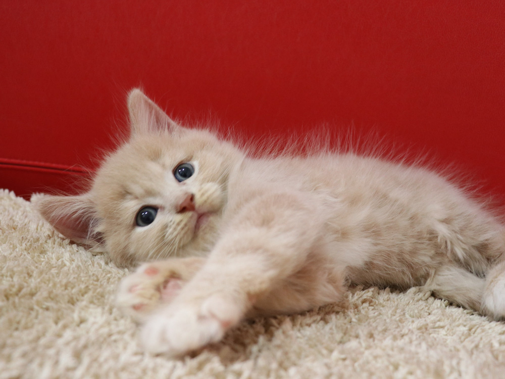 スコティッシュフォールドの子猫画像