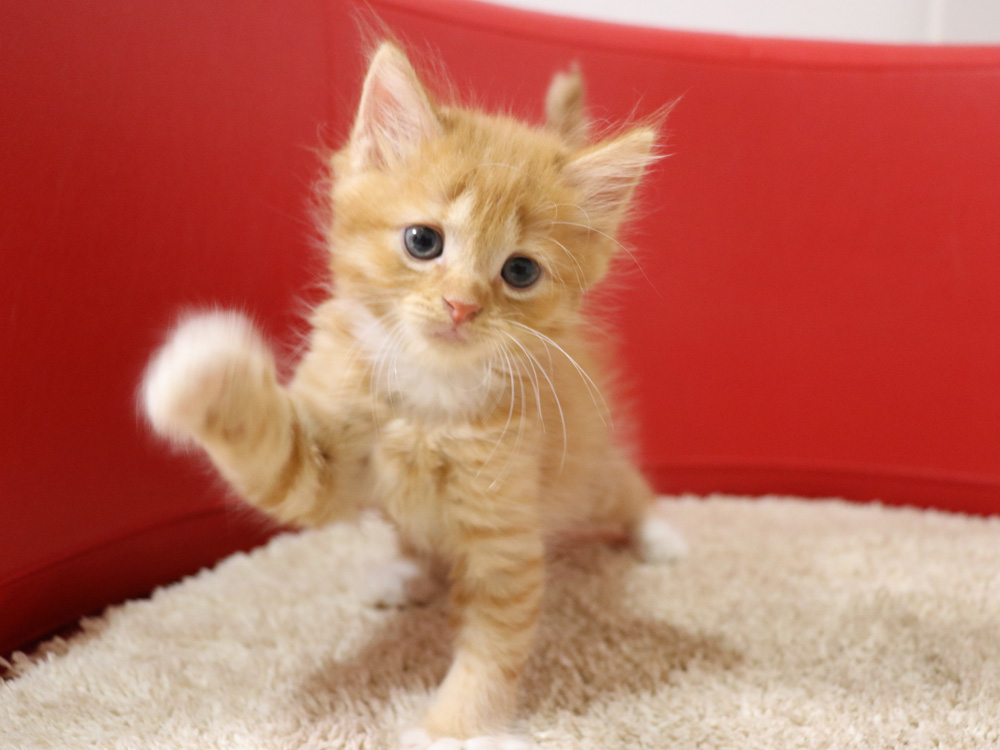 スコティッシュフォールドの子猫画像