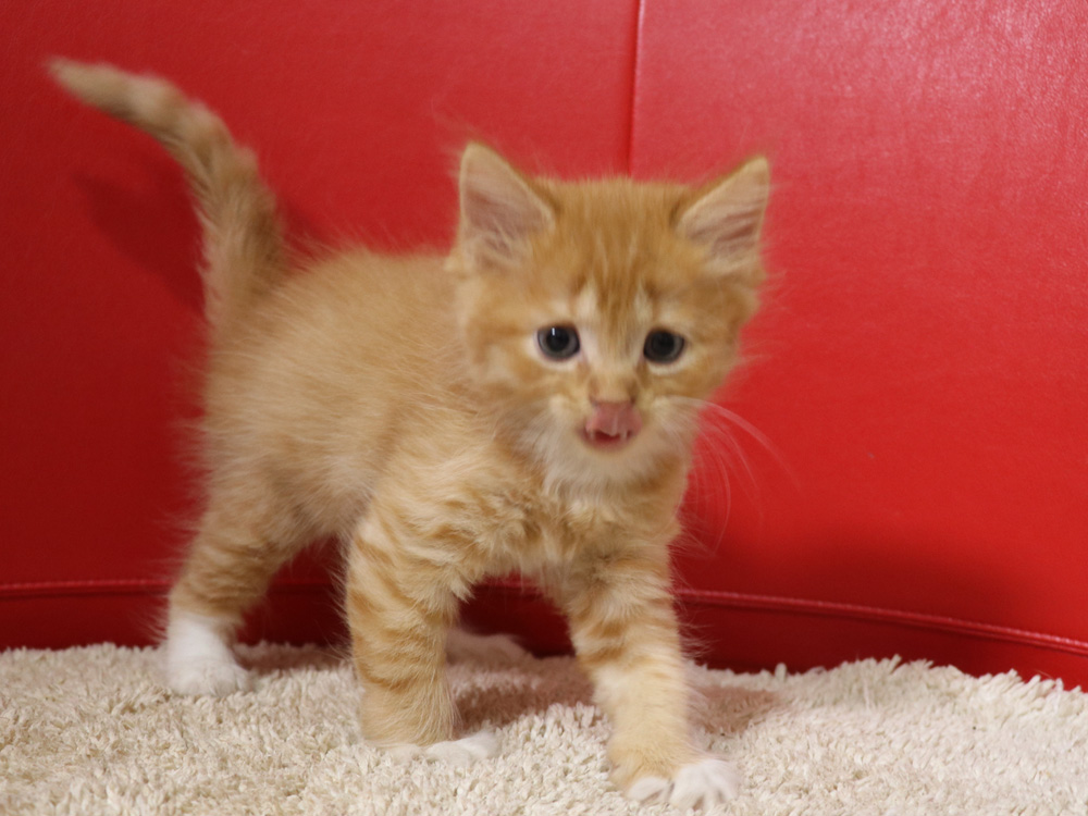 スコティッシュフォールドの子猫画像