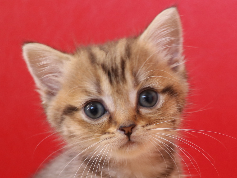スコティッシュフォールドの子猫画像