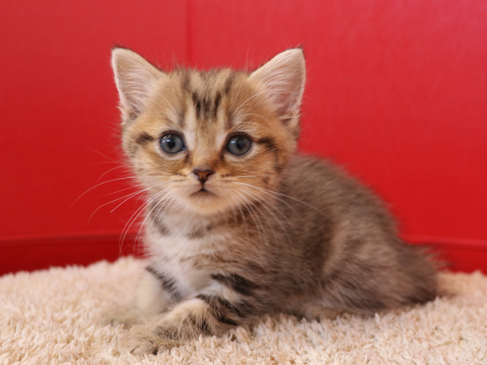 スコティッシュフォールドの子猫画像