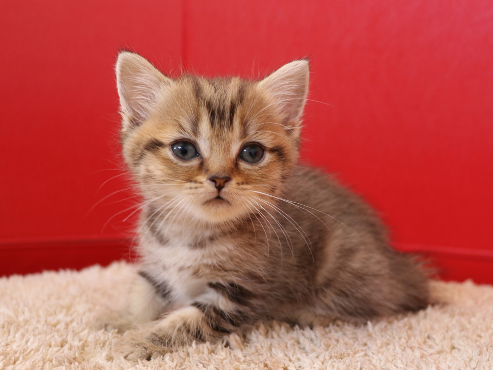 スコティッシュフォールドの子猫画像