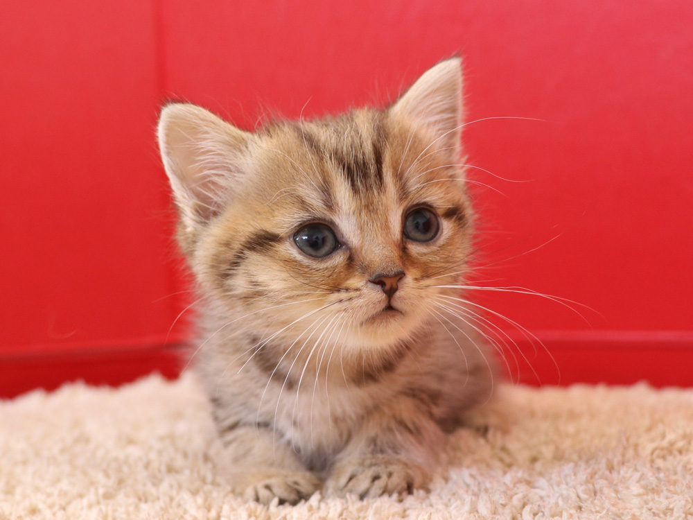 スコティッシュフォールドの子猫画像
