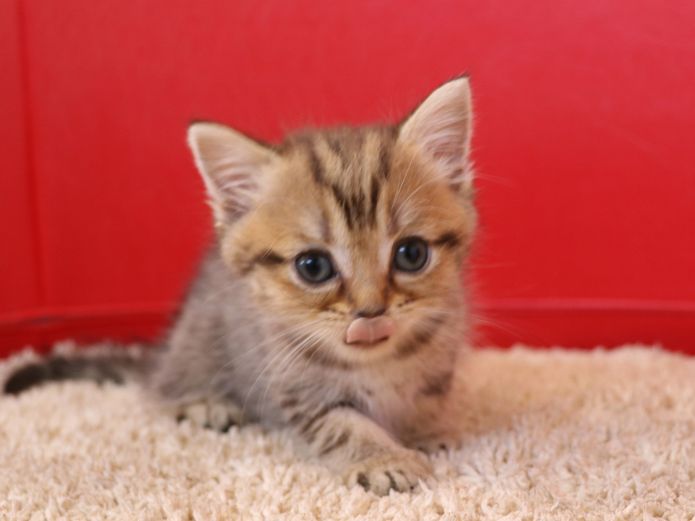 スコティッシュフォールドの子猫画像