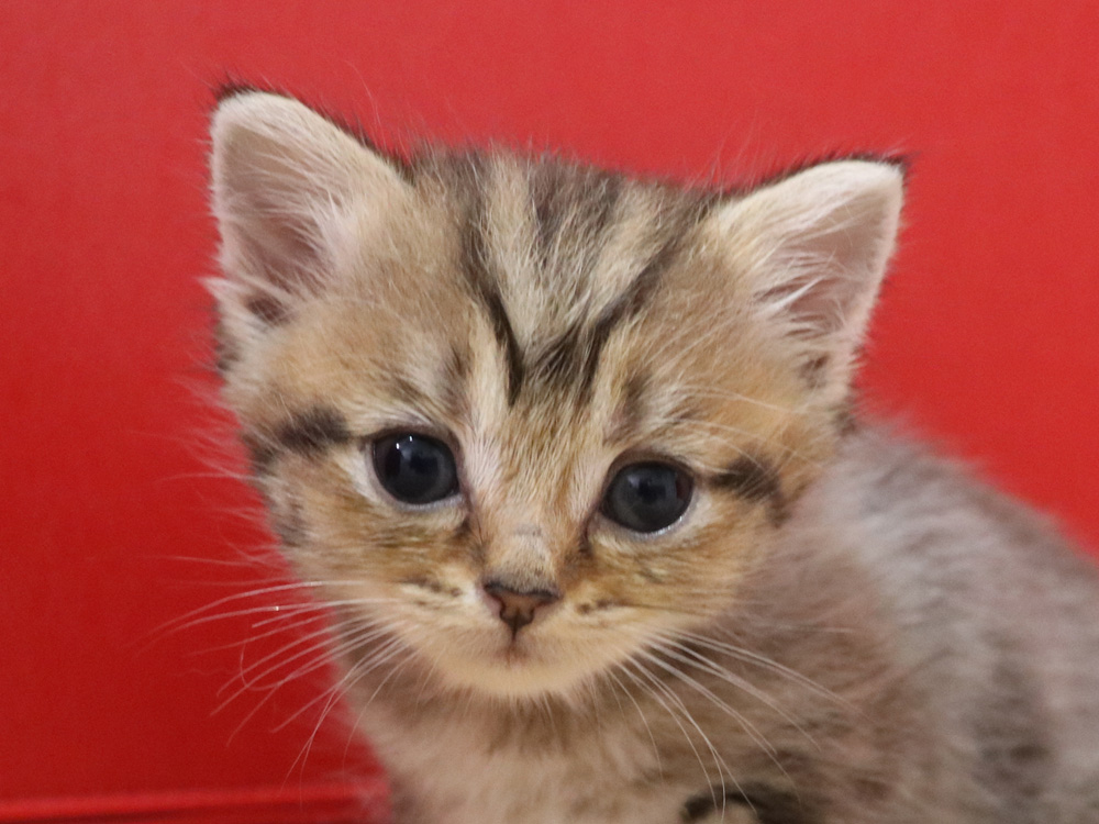 スコティッシュフォールドの子猫画像