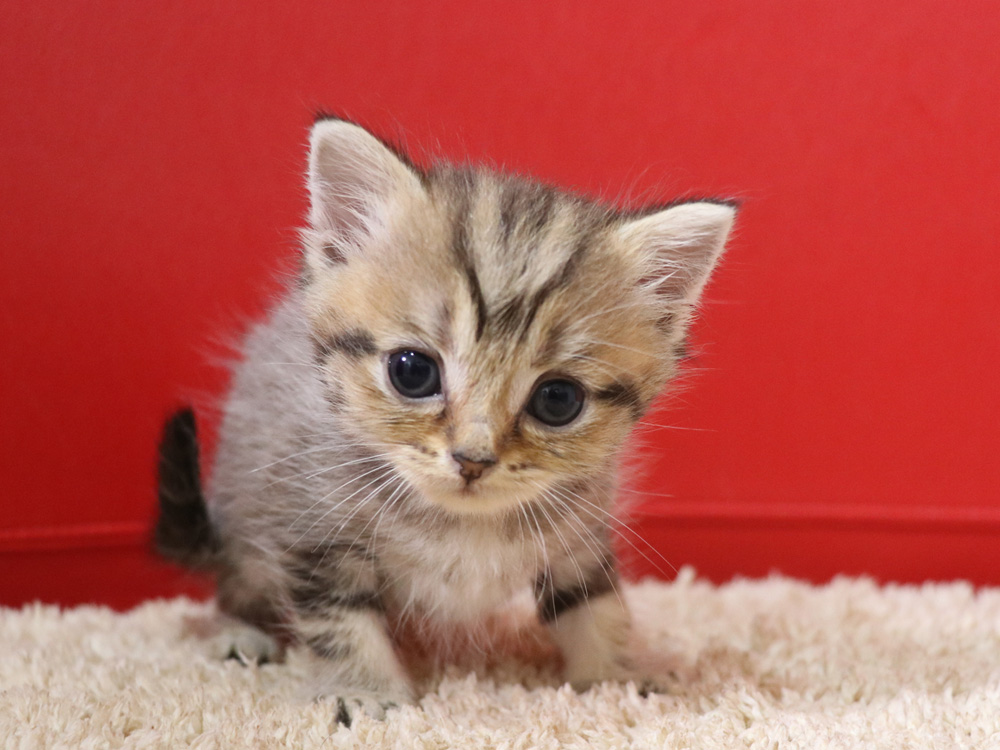 スコティッシュフォールドの子猫画像
