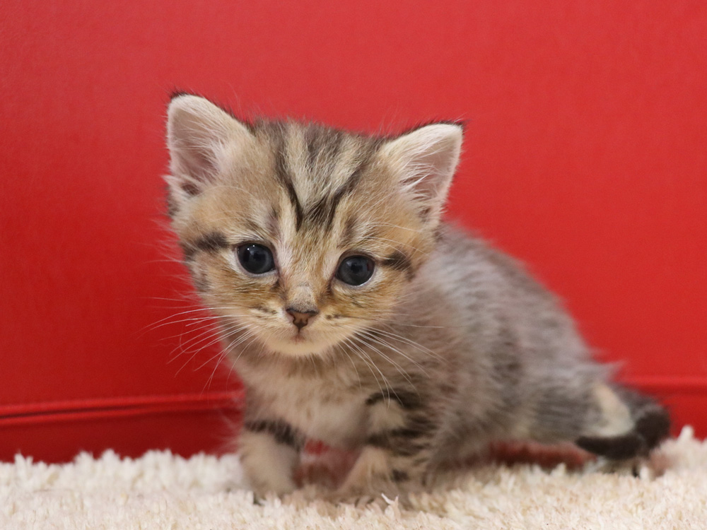 スコティッシュフォールドの子猫画像