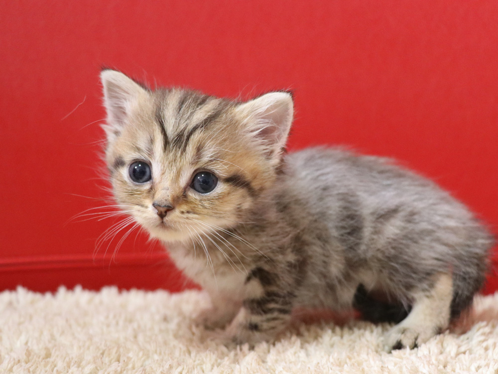 スコティッシュフォールドの子猫画像