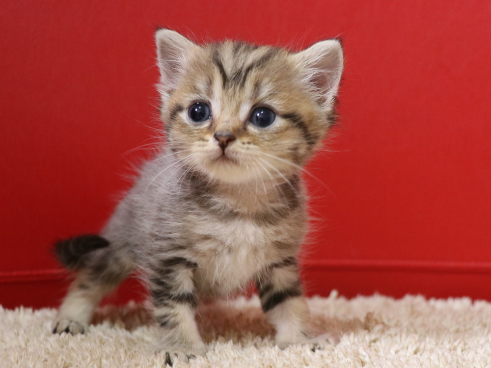 スコティッシュフォールドの子猫画像