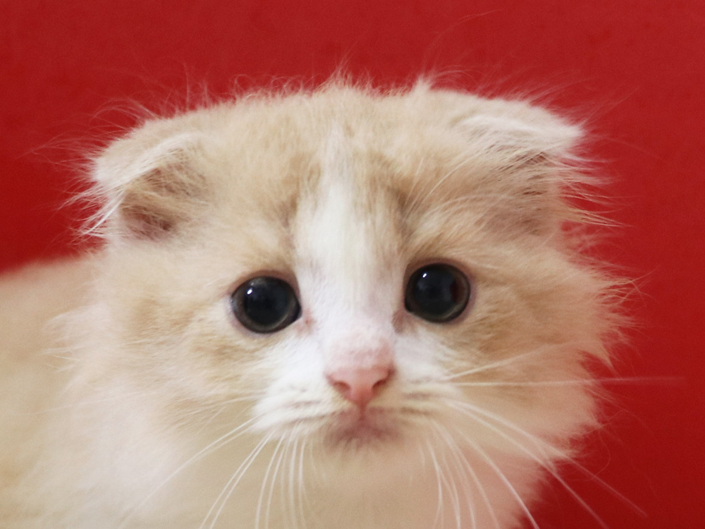 スコティッシュフォールドの子猫画像