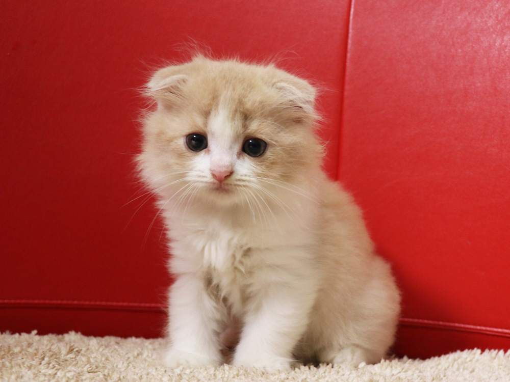 スコティッシュフォールドの子猫画像