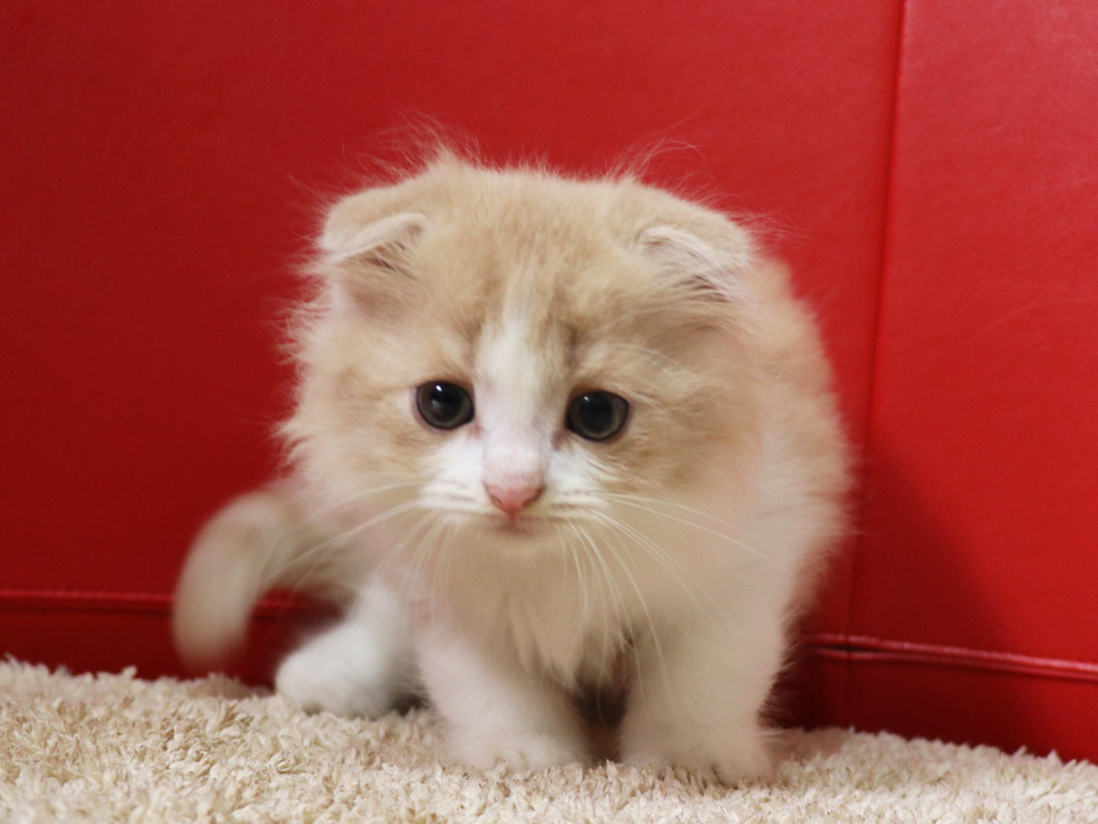 スコティッシュフォールドの子猫画像