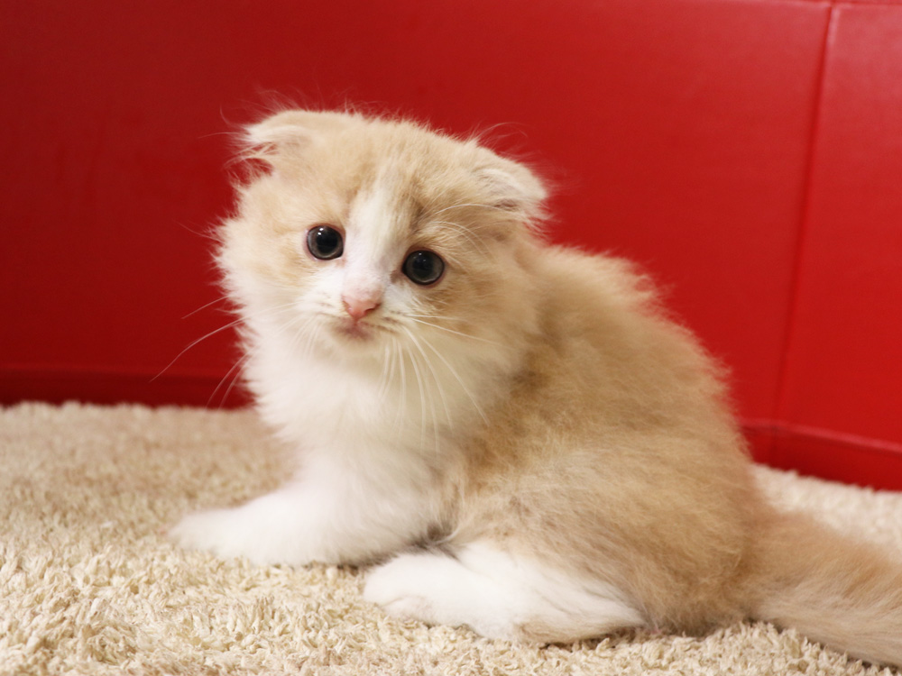 スコティッシュフォールドの子猫画像