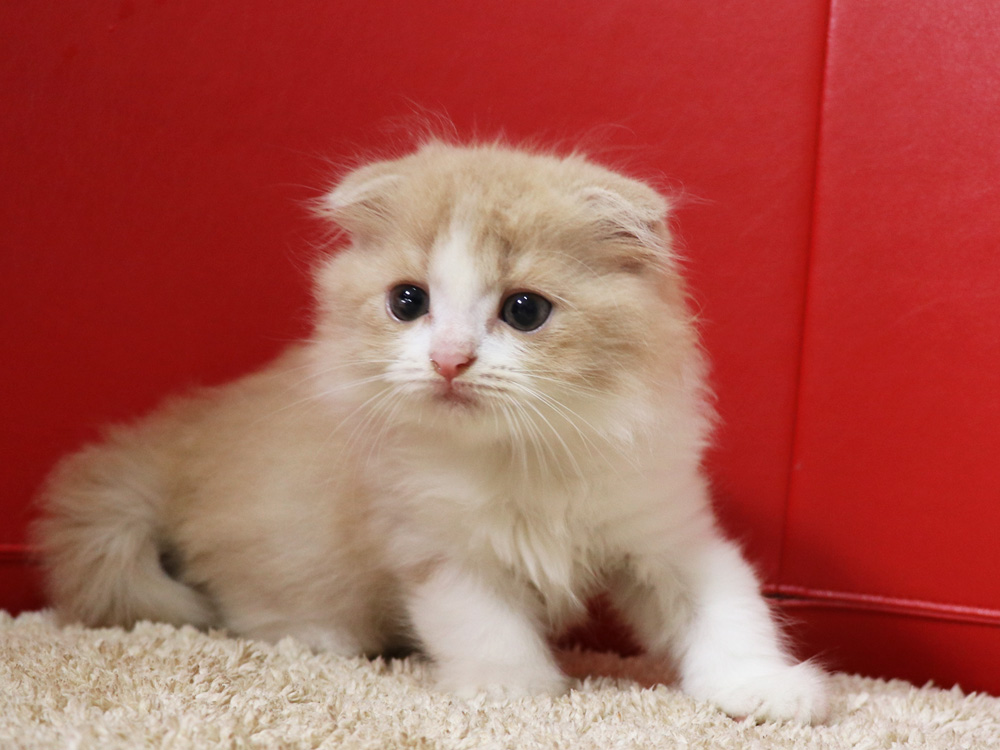 スコティッシュフォールドの子猫画像