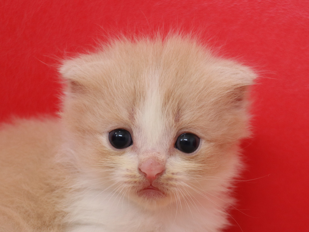 スコティッシュフォールドの子猫画像