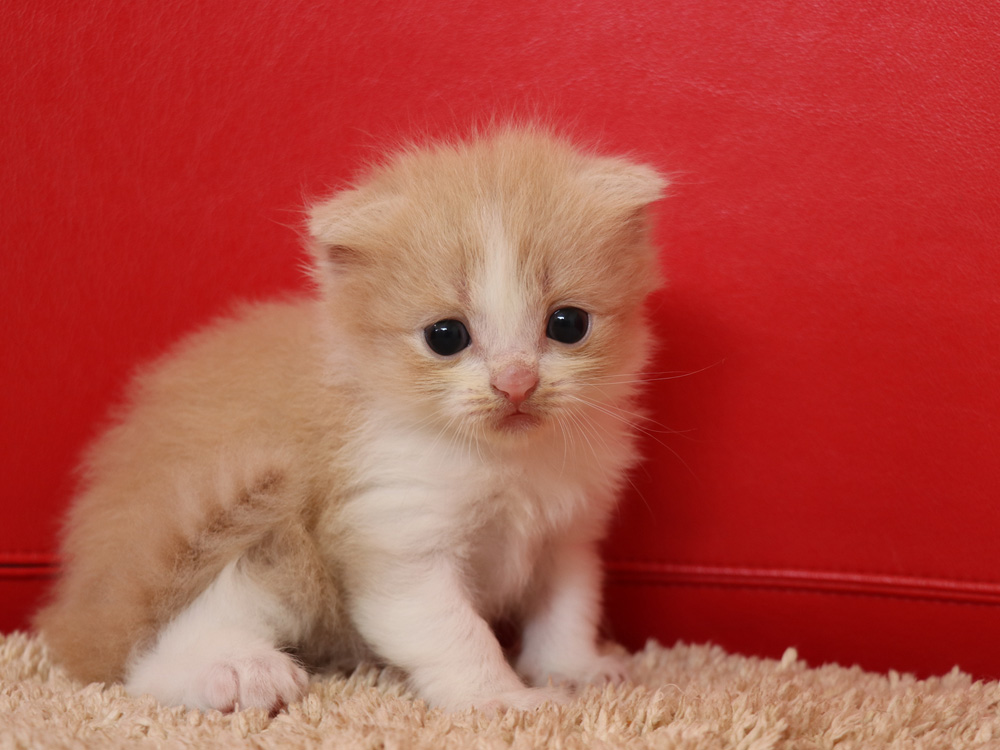 スコティッシュフォールドの子猫画像
