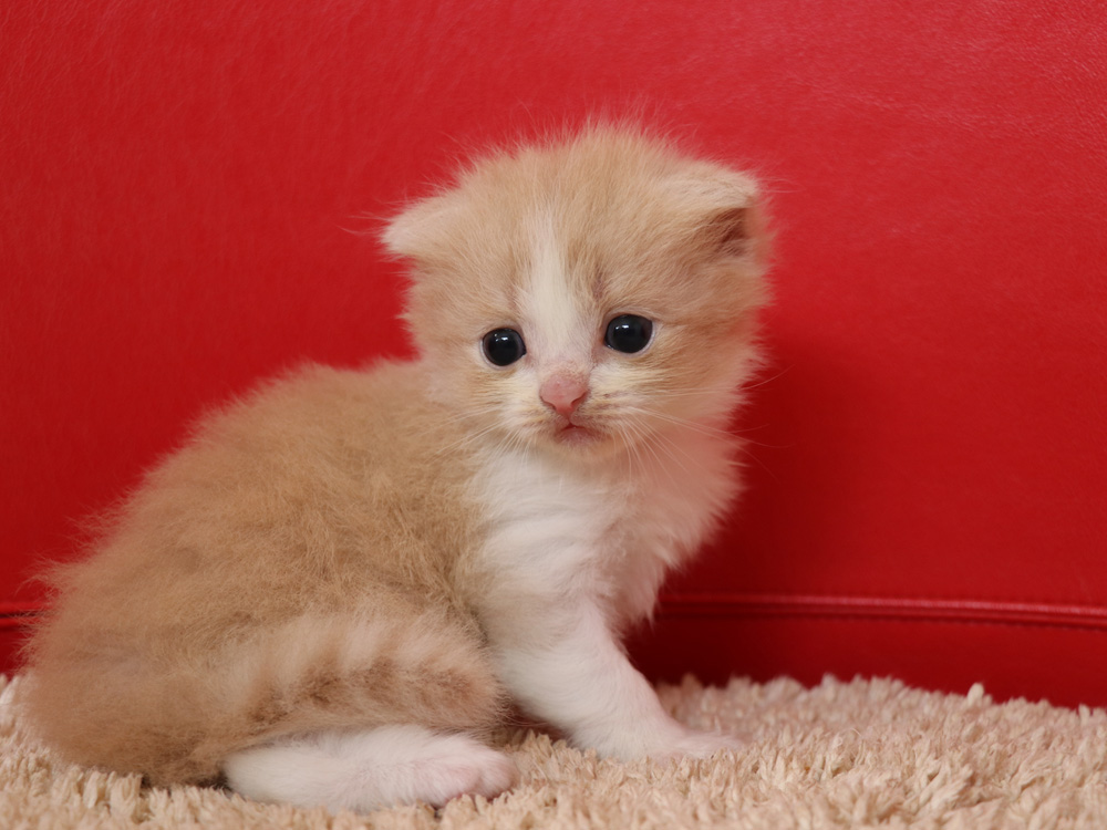 スコティッシュフォールドの子猫画像