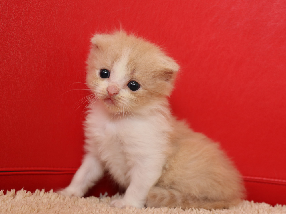 スコティッシュフォールドの子猫画像