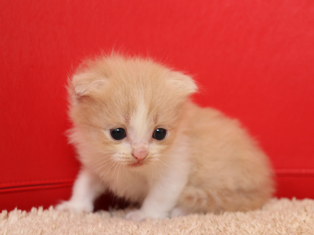 スコティッシュフォールドの子猫画像