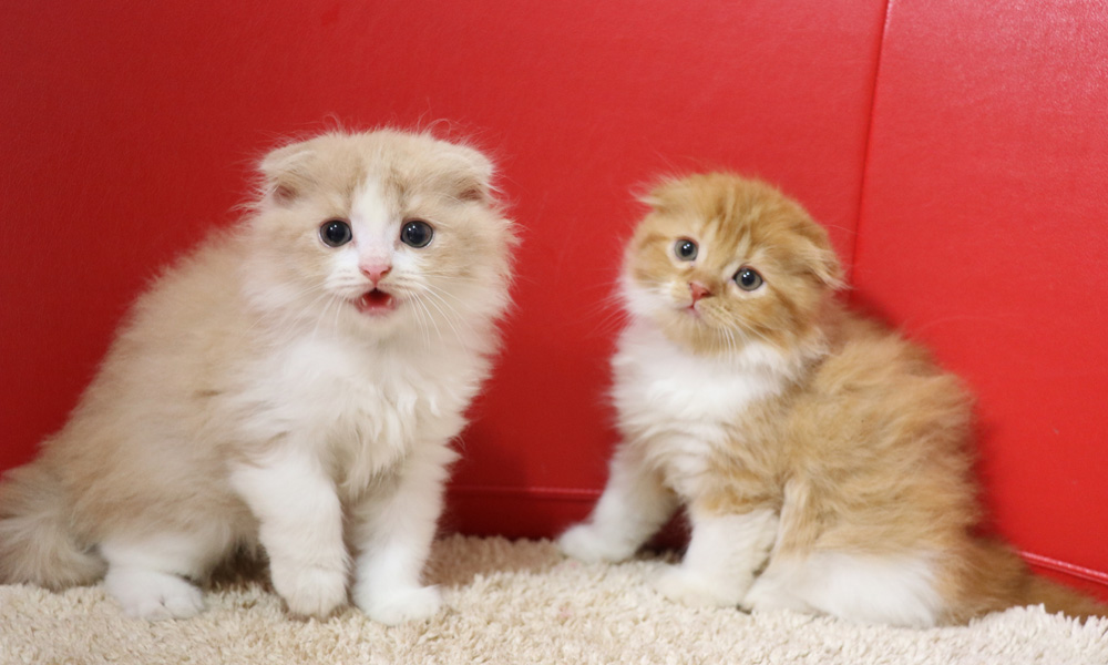 スコティッシュフォールドの子猫画像
