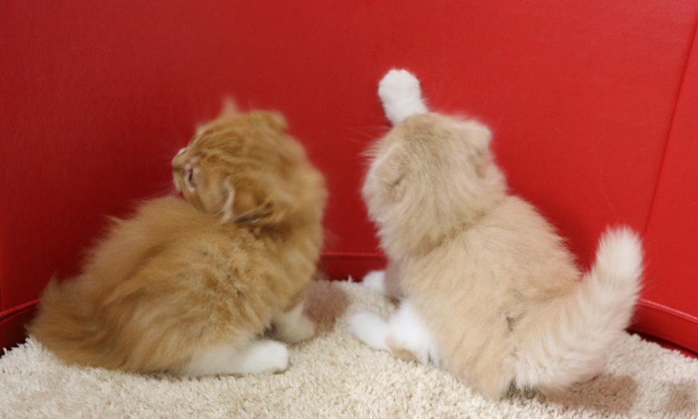 スコティッシュフォールドの子猫画像