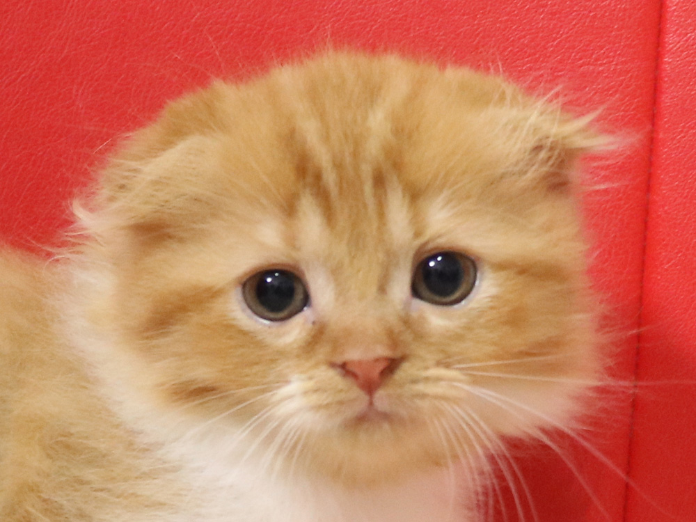 スコティッシュフォールドの子猫画像