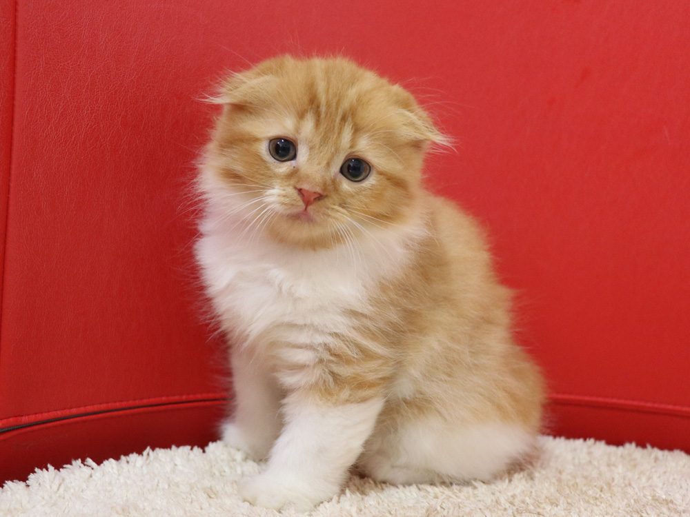スコティッシュフォールドの子猫画像