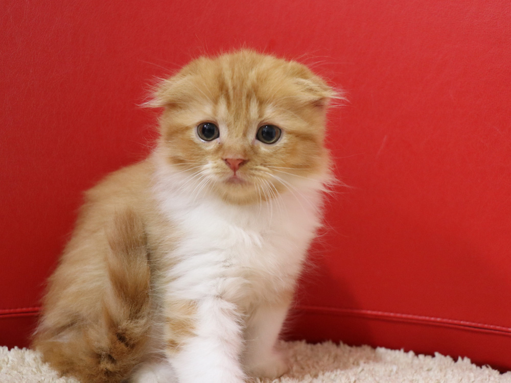 スコティッシュフォールドの子猫画像