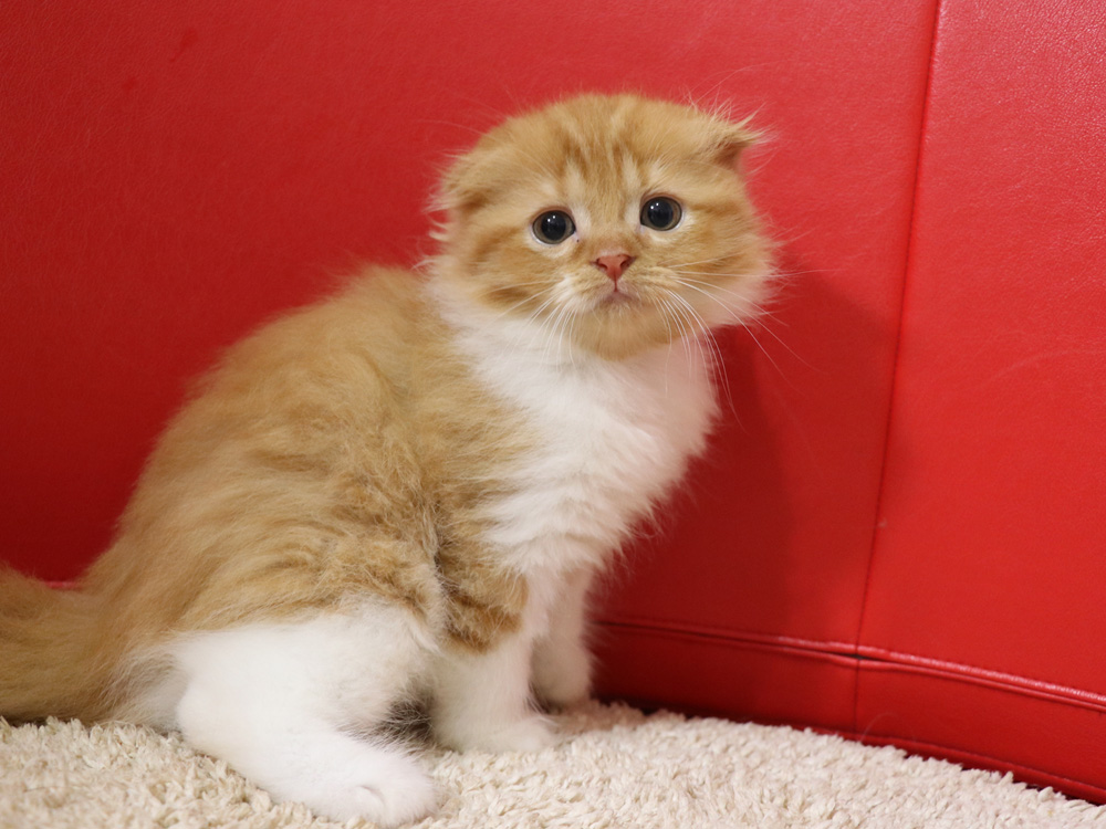 スコティッシュフォールドの子猫画像