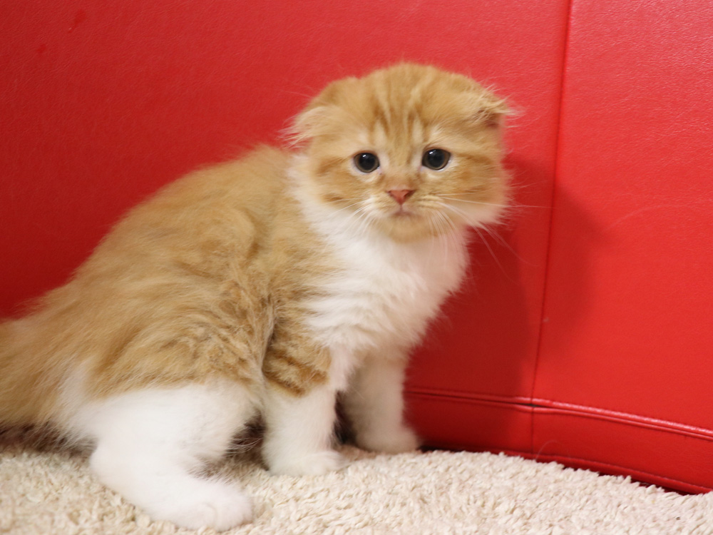 スコティッシュフォールドの子猫画像